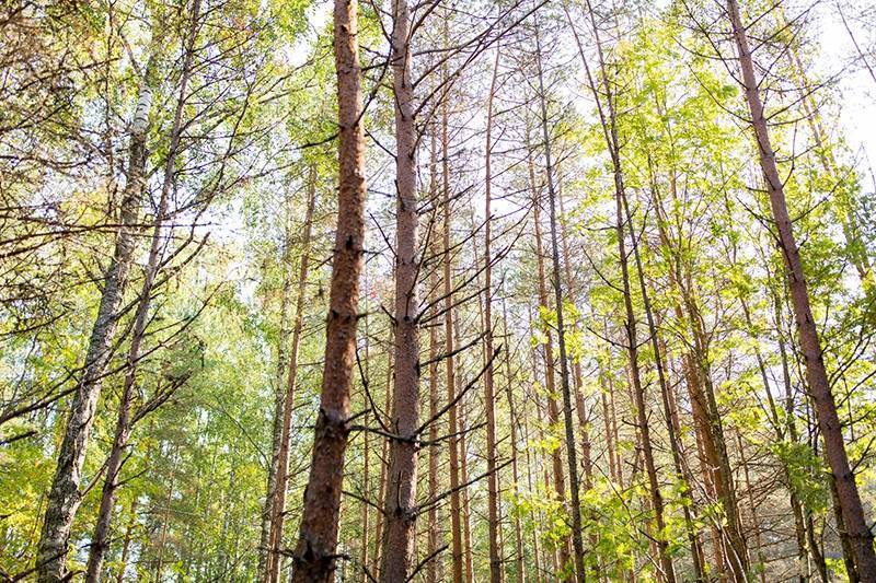 В Москве обсудили новую стратегию защиты лесов