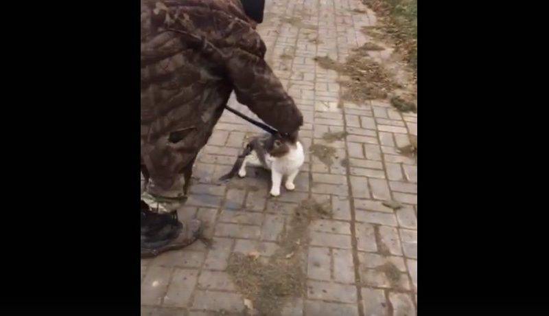 В Астрахани спасли кота, примерзшего к тонкому льду канала на набережной