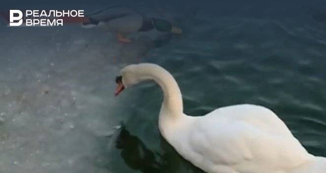 На озере Кабан спасли еще одного лебедя-«отшельника»