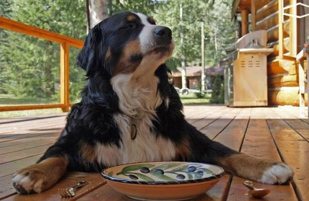 Вакансия недели: пес из Колорадо ищет личного дворецкого