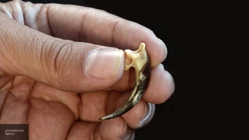 Ученые нашли сделанное неандертальцами ожерелье из когтей орла на раскопках в Испании