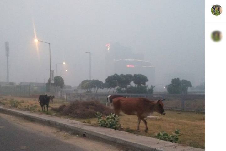 Загрязнение воздуха превратило Дели в "газовую камеру"
