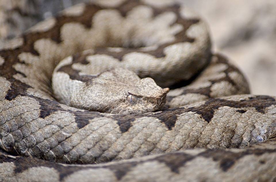 В Австралии турист умер в национальном парке после укуса змеи
