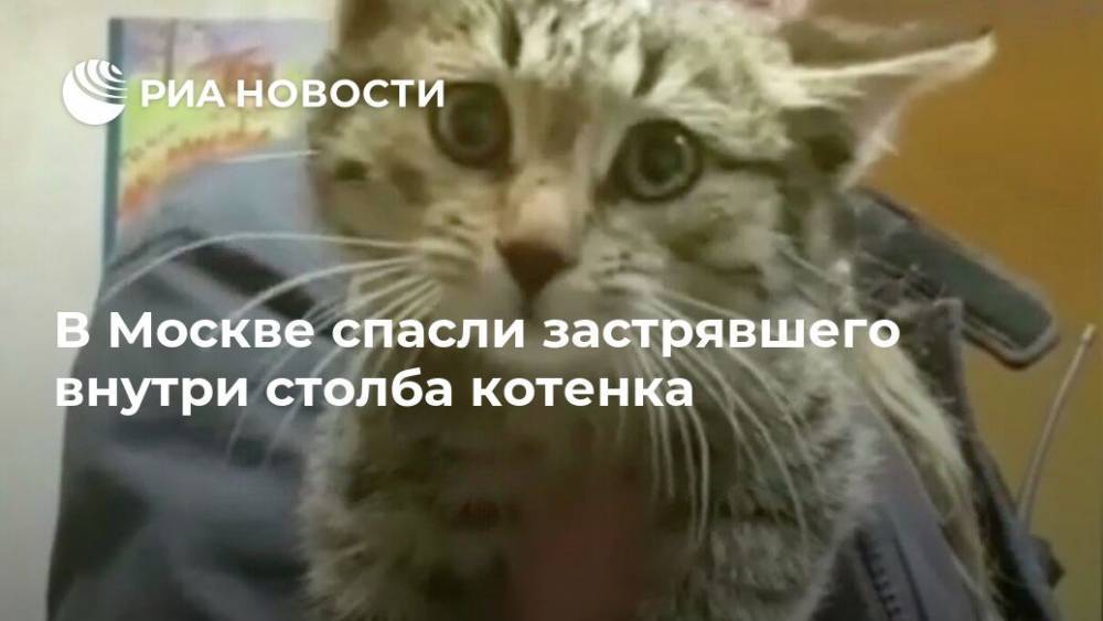 В Москве спасли застрявшего внутри столба котенка