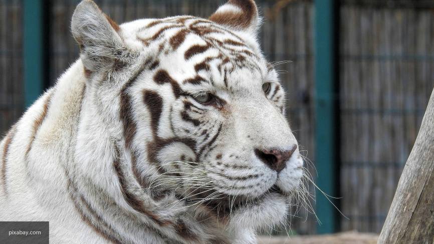 В Приморье тигр напал на охотника и ранил его, мужчине удалось выжить
