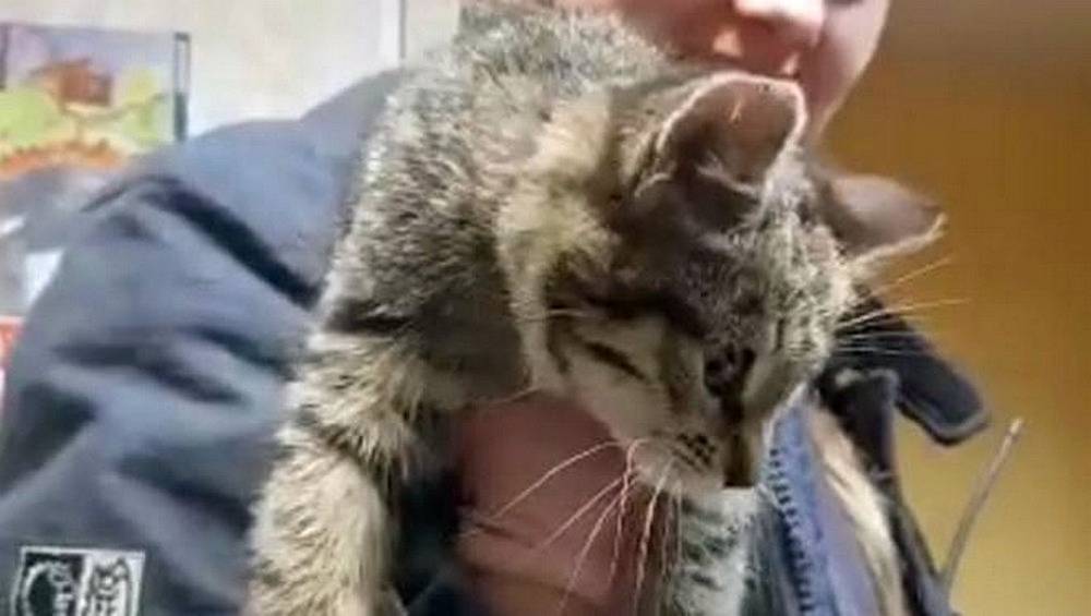 Добровольцы МЧС спасли провалившегося в нишу электростолба котенка