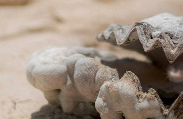 В Абу-Даби обнаружена древнейшая жемчужина в мире