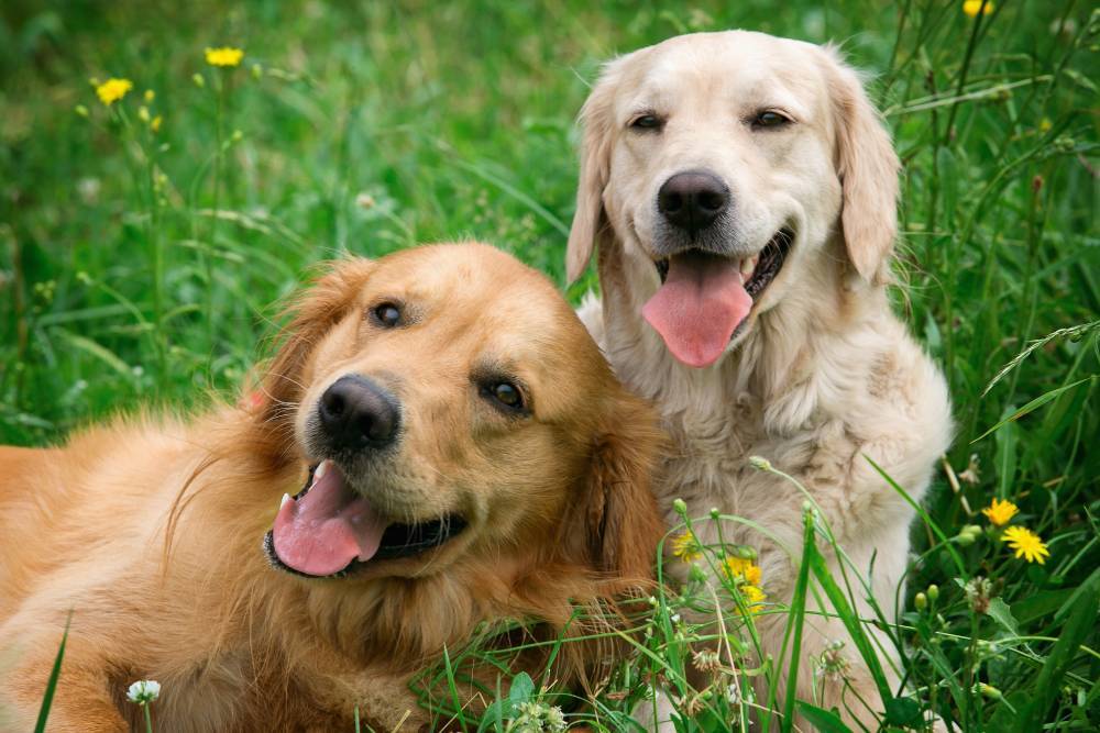 Ученые установили, что собаки могут продлить жизнь хозяевам