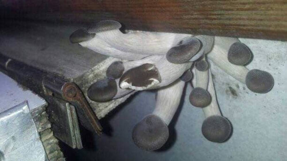 Снимок аномально больших грибов нас стене вагона украинского поезда шокировал соцсети