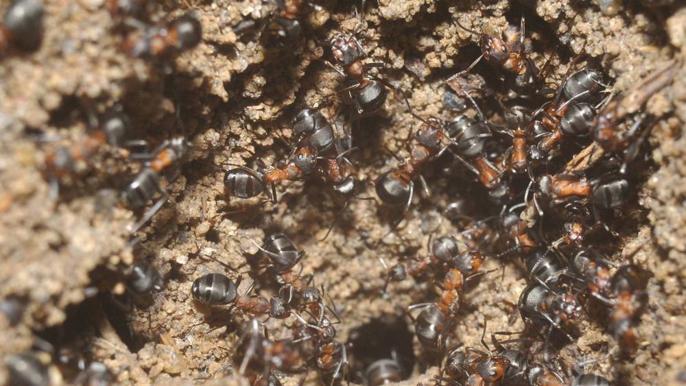 В польском бункере нашли миллион муравьев-каннибалов