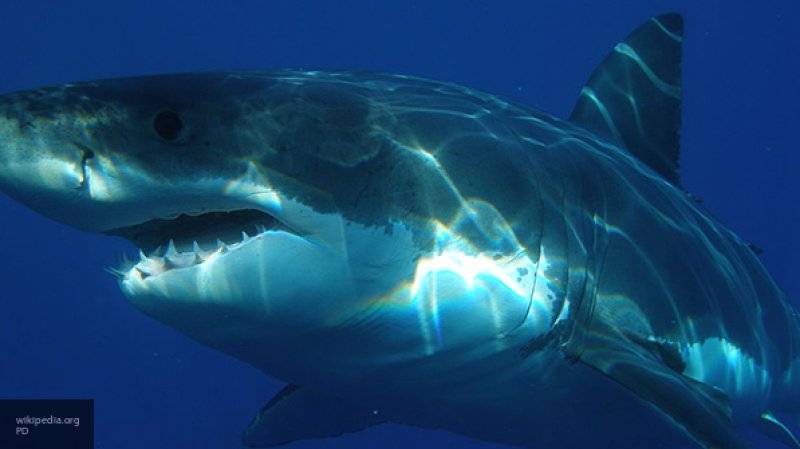 Ученые обнаружили зубы древних акул и человеческие останки на дне Мексиканского залива