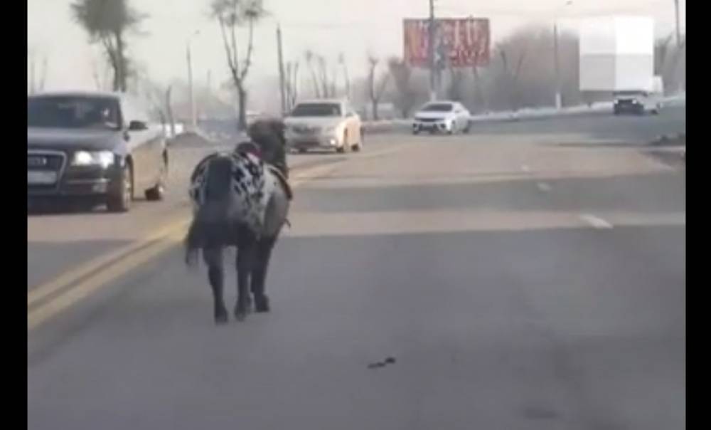 Видео: водители Магнитогорска встретили на дороге скачущую пони