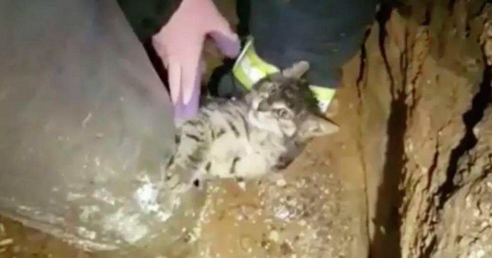 В Москве спасли застрявшего в столбе котенка