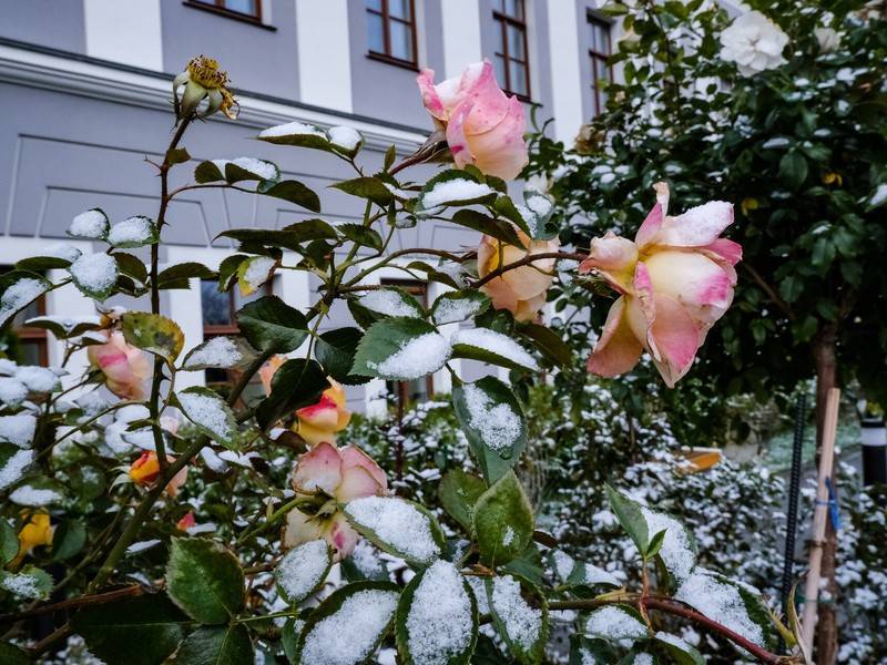 Синоптики пообещали россиянам «розовую» зиму