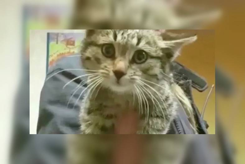Добровольцы МЧС спасли котёнка со дна двухметровой ямы на востоке Москвы