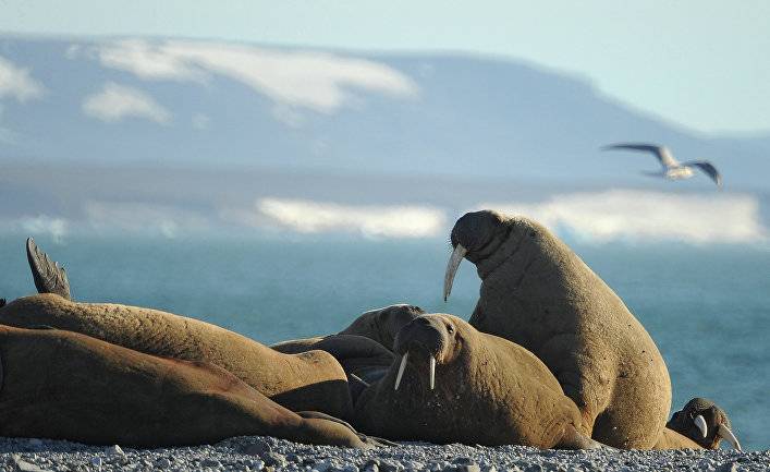 El Confidencial (Испания): почему моржи кончают жизнь самоубийством? Возможно, ответ на эту загадку могут найти в Валенсии