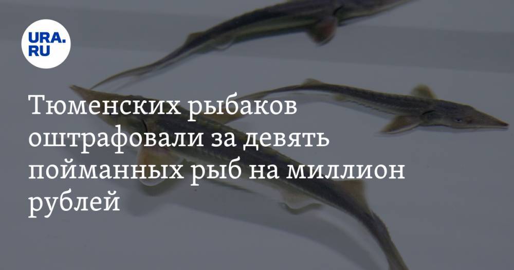 Тюменских рыбаков оштрафовали за девять пойманных рыб на миллион рублей