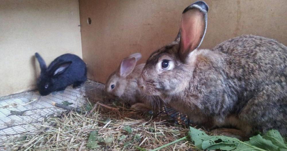 Около 10 тысяч кроликов погибли при пожаре на ферме под Саратовом