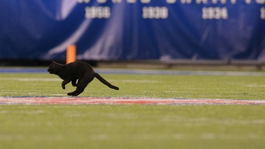 Черный кот прервал матч по американскому футболу — видео