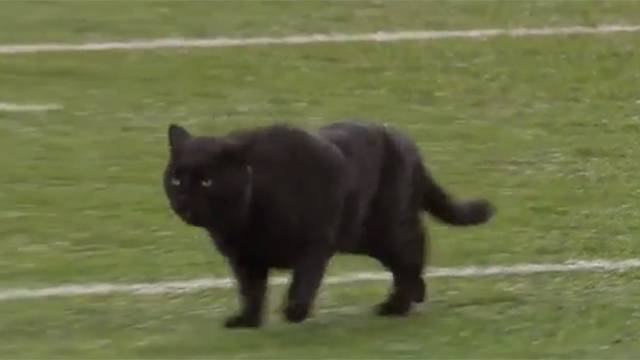 Видео: черный кот прервал матч по американскому футболу