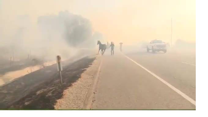 Трогательное видео из Калифорнии: Конь вернулся в огонь, чтобы спасти лошадь и жеребенка