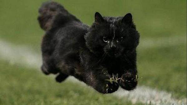 Чёрный кот прервал футбольный матч в Нью-Джерси
