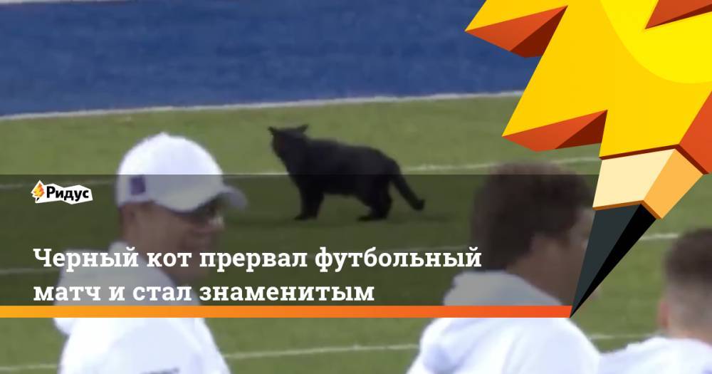 Черный кот прервал футбольный матч и стал знаменитым