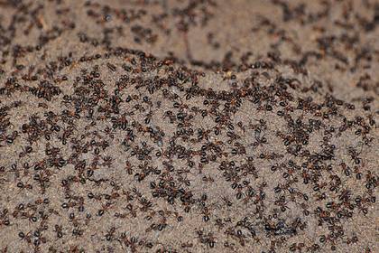 Миллион муравьев-каннибалов сбежали из советского ядерного бункера