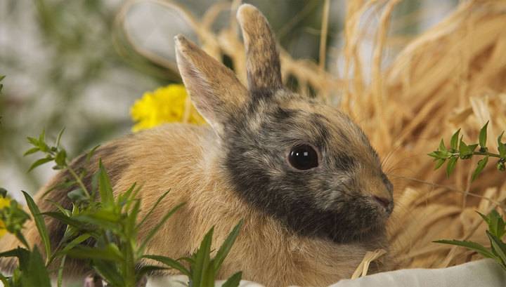 Более 10 тысяч кроликов погибли в огне под Энгельсом