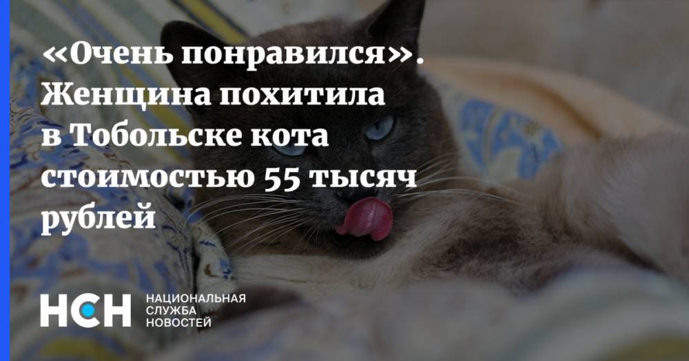 «Очень понравился». Женщина похитила в Тобольске кота стоимостью 55 тысяч рублей
