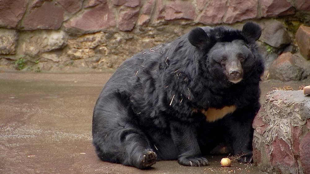 Медведям в Московском зоопарке не спится из-за теплой осени