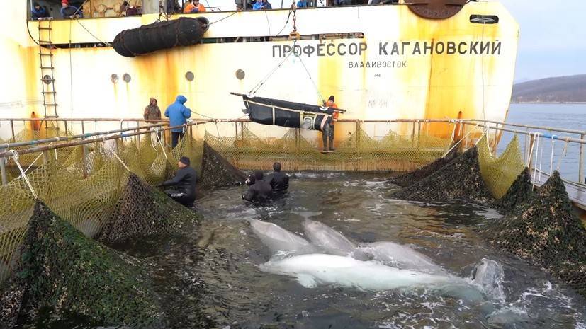 Погрузка последней группы белух из «китовой тюрьмы» в Приморье — видео