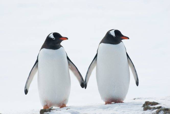 Пингвины-геи, высидевшие брошенное матерью яйцо, станут отцами во второй раз