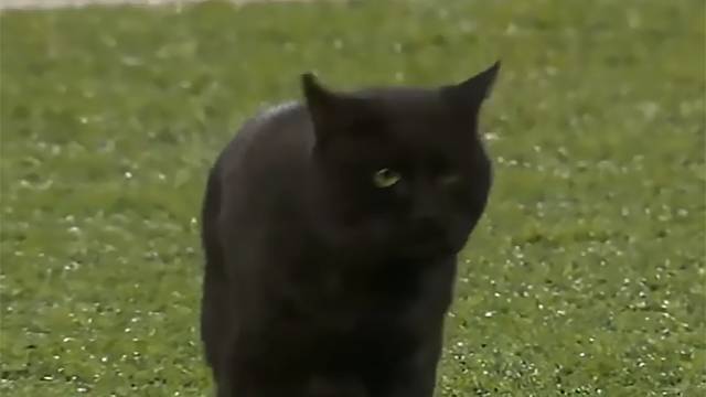 Черный кот едва не сорвал футбольный матч в Нью-Йорке