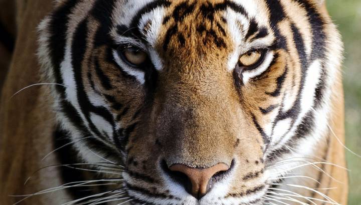 В Приморье тигр напал на человека