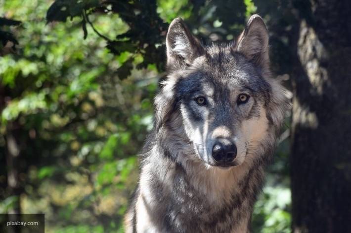 Серый волк из Монголии стал рекордсменом по пройденному за год расстоянию