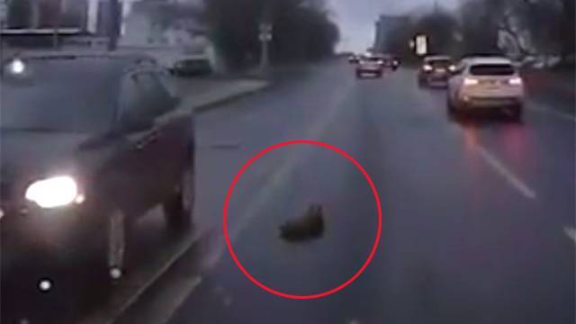 Видео: сотрудники ЦОДД спасли щенка из-под колес автомобиля