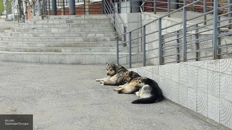 СК РФ проверит сообщения о нападении сторожевых собак на жителей Подмосковья