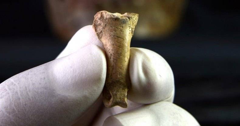 Найден амулет из&nbsp;когтя орла, изготовленный неандертальцем