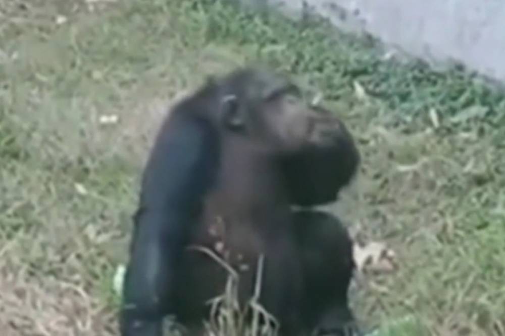 Закурившая сигарету в зоопарке шимпанзе стала звездой сети