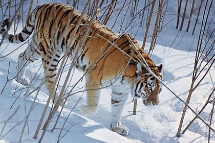 Приморских тигров и леопардов переселят в новый заказник в России