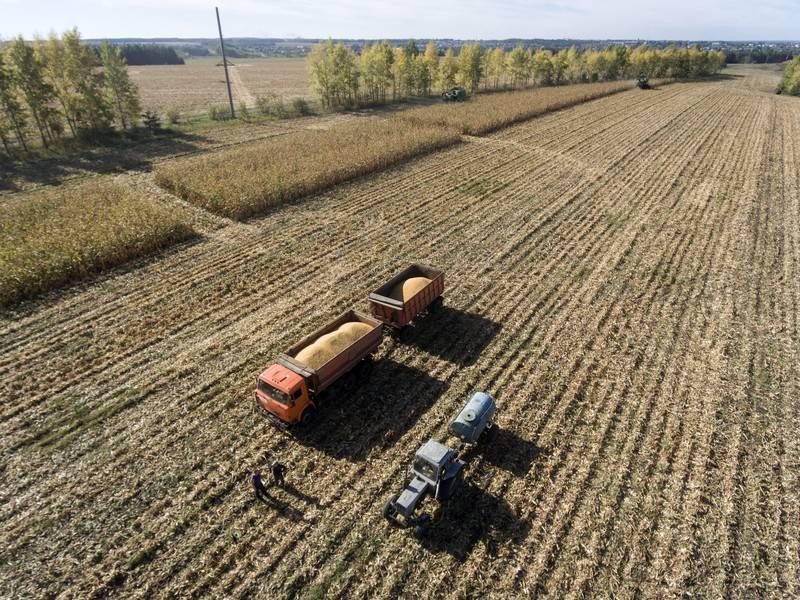 Прогноз урожая зерновых культур в 2019 году превысил 120 млн тонн