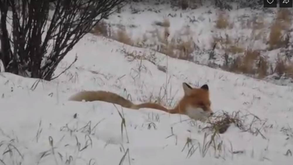В Малых Корелах сняли на видео, как в музее лиса охотится на мышей
