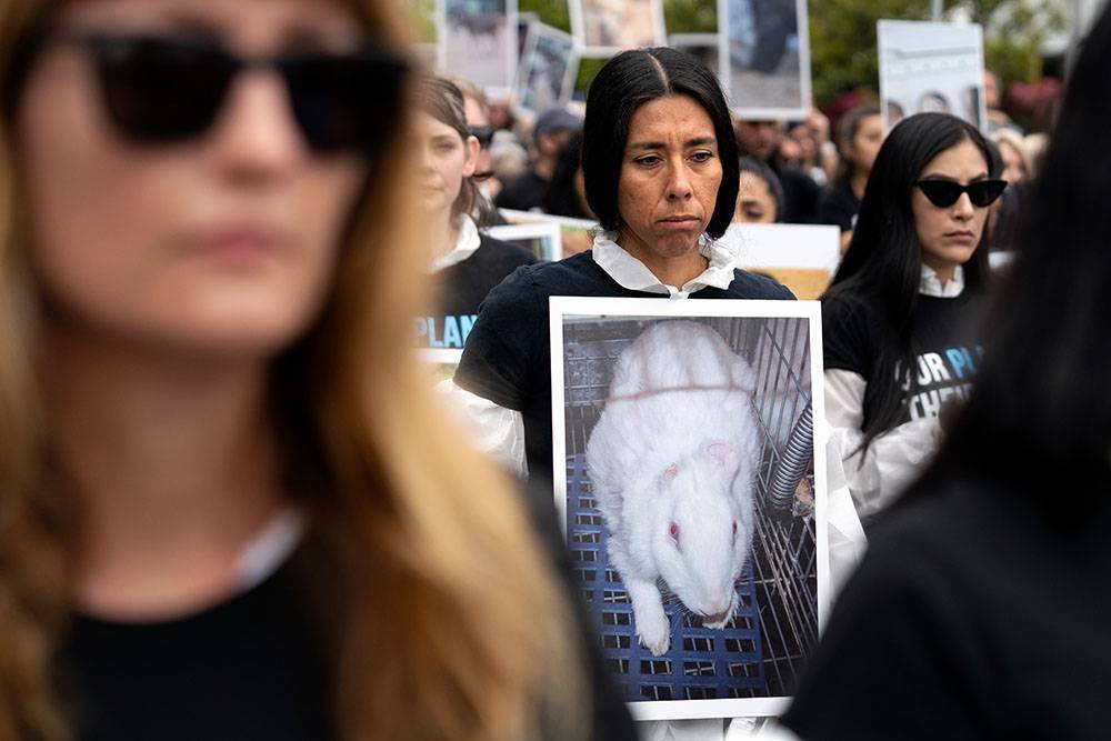 Сенат США принял законопроект, который вводит уголовное наказание за жестокое обращение с животными по всей стране