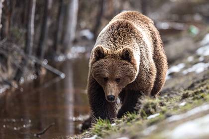 Медведь разодрал лицо российскому охотнику