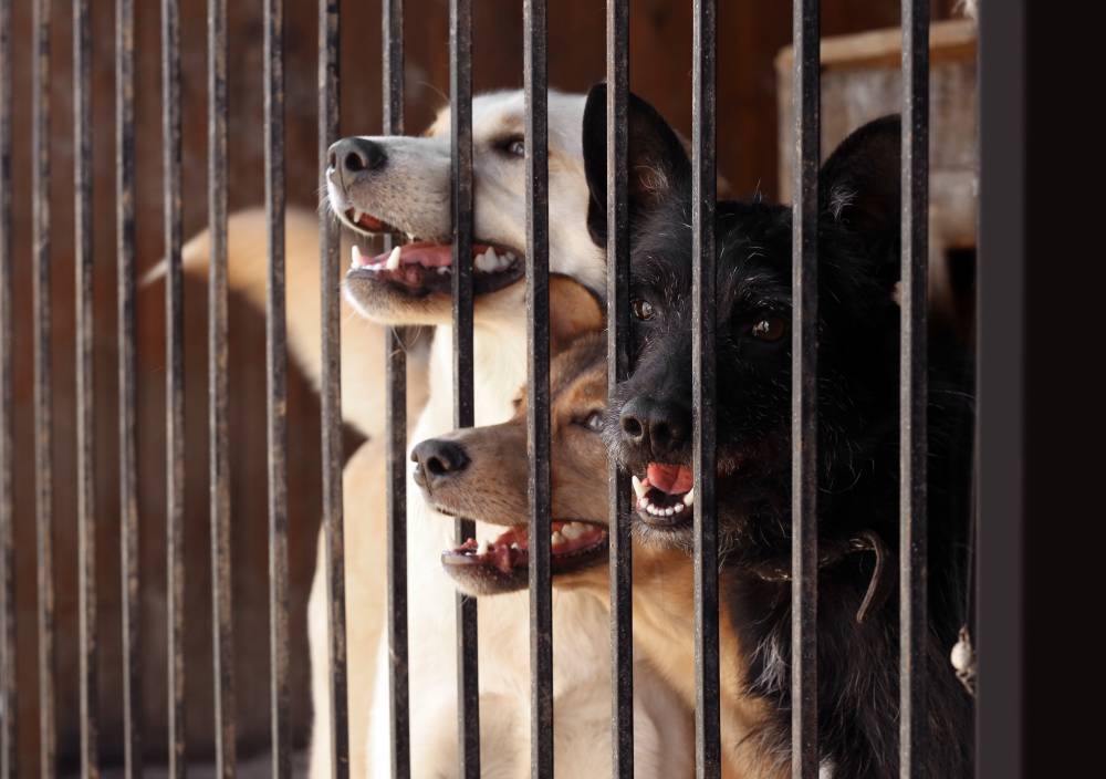Директору приюта предъявили обвинение в гибели более 30 собак