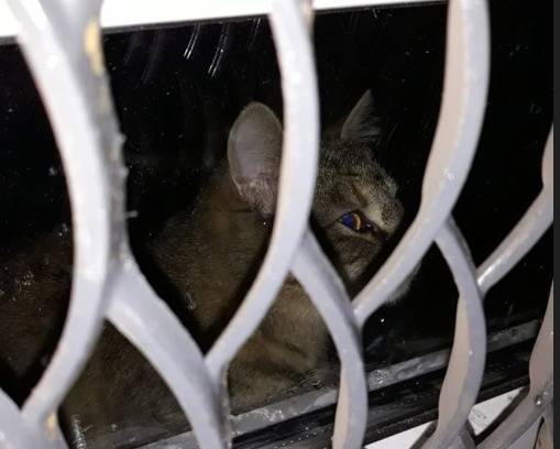 Петербургские чиновники отказываются пускать кошек в подвалы