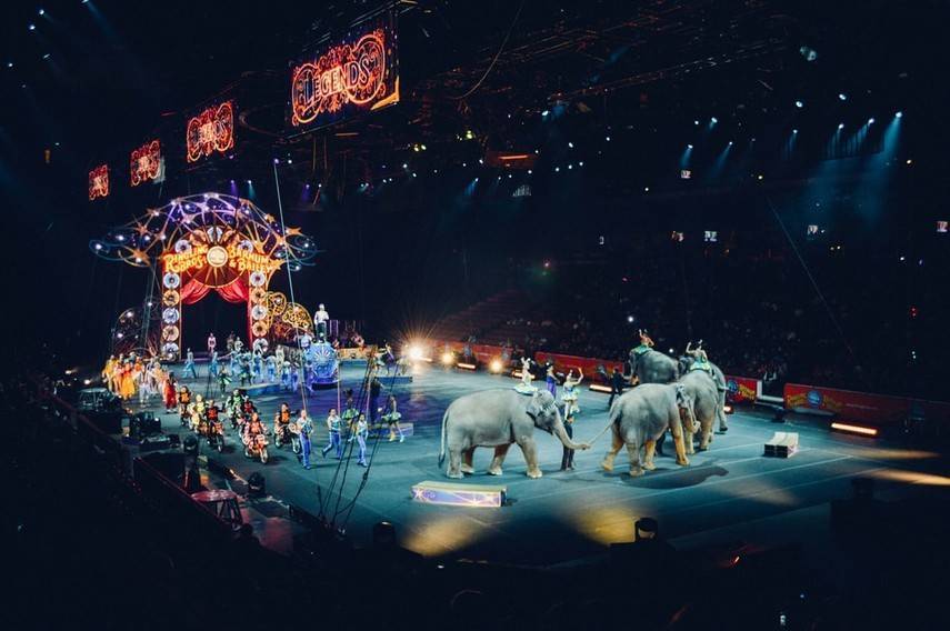 В Кабмине пояснили, куда могут передать животных из цирков