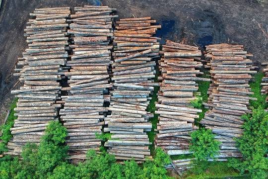 В Иркутской области полицейские и ФСБ предотвратили крупномасштабные вырубки леса