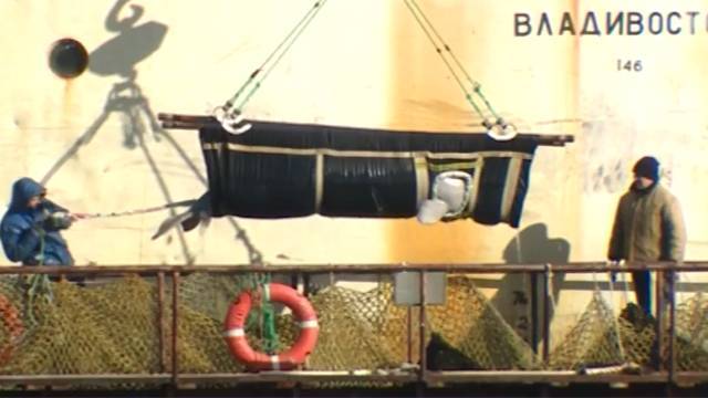 В Приморье продолжилось освобождение белух из "китовой тюрьмы"